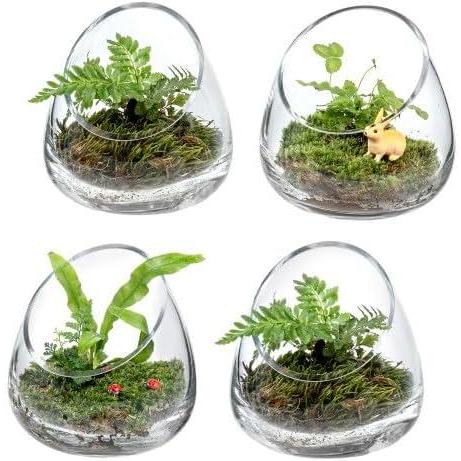imageMyGift 5 Inch Premium Clear Glass Air Plant Terrarium Mini Candy Bowl Jar Tealight Candle Holder Succulent Cactus Plant Vase Set of 2Set of 4