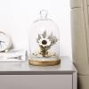 MyGift 10-inch Glass Dome Bell Jar Cloche Display Case, Solid Wood Base with Burnt Brown and Whitewashed Finishes