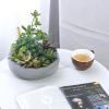 MyGift 8 Inch Round Modern Artificial Succulent Arrangement Potted in Gray Concrete Plant Bowl, Assorted Faux Mini Succulents in a Decorative Planter Pot(Dark Grey)