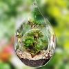 MyGift Artificial Succulent Plant in Hanging Glass Teardrop Terrarium Ornament, Decorative 6-Inch Clear Globe Vase