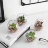 MyGift Assorted Artificial Succulent Fake Plant in Small Clear Glass Display Vases, Set of 4