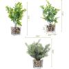 MyGift Set of 3 Fake Plants, Small Artificial Potted Plants Indoor in Clear Glass Pot, 9.5 Inch Faux Plant for Home Decor(Green)