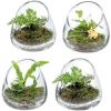 MyGift 5 Inch Premium Clear Glass Air Plant Terrarium, Mini Candy Bowl Jar, Tealight Candle Holder, Succulent Cactus Plant Vase, Set of 2(Set of 4)