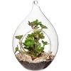 MyGift Artificial Succulent Plant in Hanging Glass Teardrop Terrarium Ornament, Decorative 6-Inch Clear Globe Vase