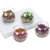 MyGift Mini Assorted Fake Succulents Artificial Plants for Home Decor Indoor Plant in Round Glass Display Vases, Set of 4