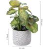 MyGift Artificial Eucalyptus Plant in Modern Gray Concrete Pots with Geometric Embossed Pattern (1, Blue)(White Diamond Pattern)